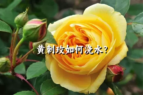 黄刺玫如何浇水？