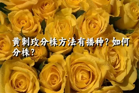 黄刺玫分株方法有播种？如何分株？