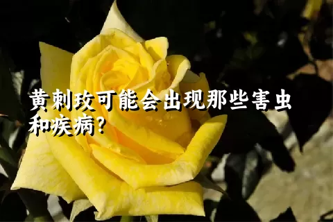 黄刺玫可能会出现那些害虫和疾病？