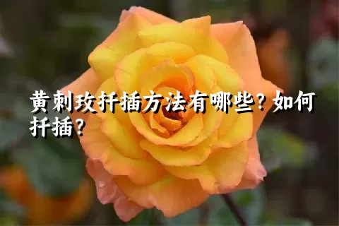 黄刺玫扦插方法有哪些？如何扦插？