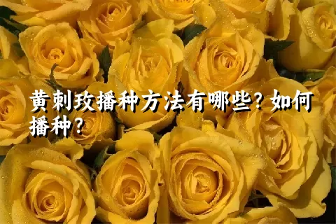 黄刺玫播种方法有哪些？如何播种？