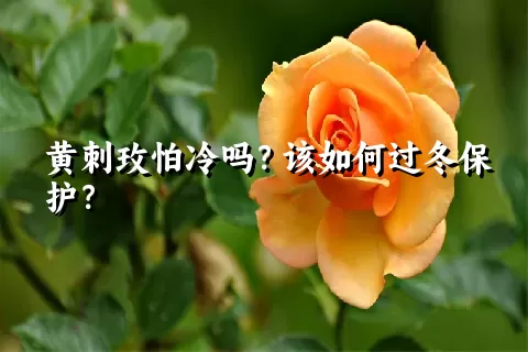 黄刺玫怕冷吗？该如何过冬保护？