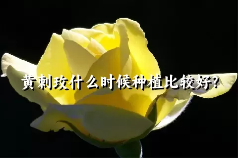 黄刺玫什么时候种植比较好？