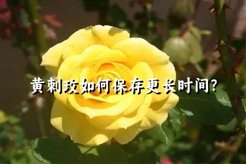 黄刺玫如何保存更长时间？