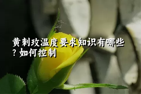 黄刺玫温度要求知识有哪些？如何控制