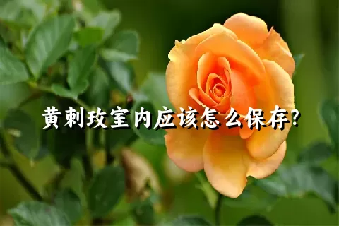 黄刺玫室内应该怎么保存？