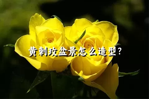 黄刺玫盆景怎么造型？