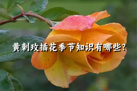 黄刺玫插花季节知识有哪些？