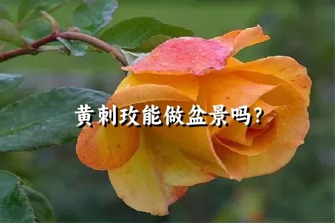 黄刺玫能做盆景吗？