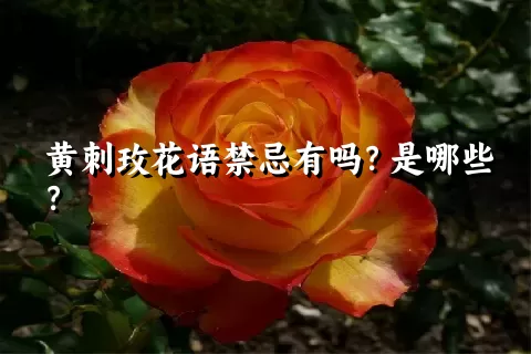 黄刺玫花语禁忌有吗？是哪些？