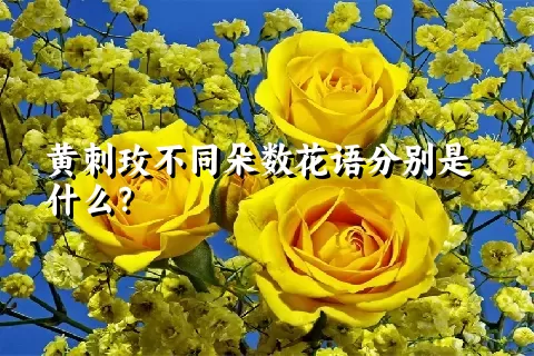 黄刺玫不同朵数花语分别是什么？