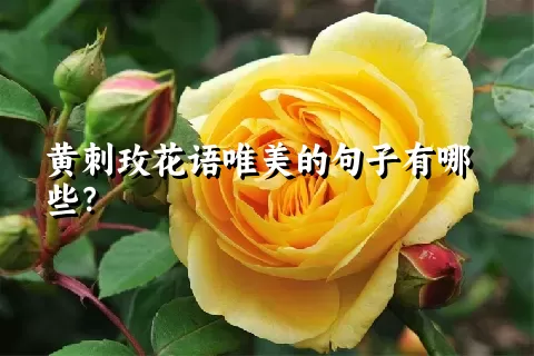 黄刺玫花语唯美的句子有哪些？