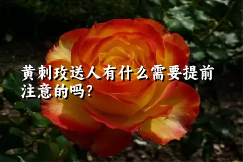 黄刺玫送人有什么需要提前注意的吗？