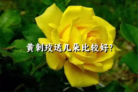 黄刺玫送几朵比较好？