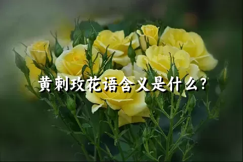 黄刺玫花语含义是什么？