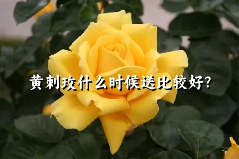 黄刺玫什么时候送比较好？