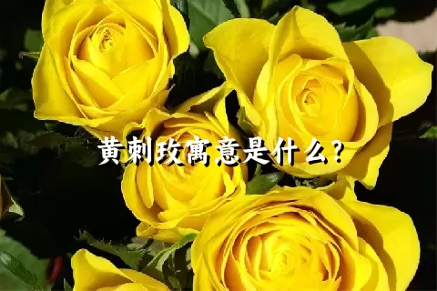 黄刺玫寓意是什么？