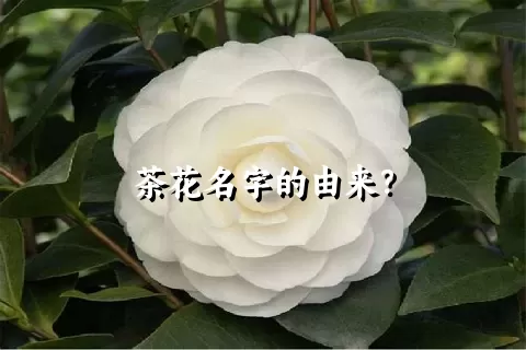 茶花名字的由来？