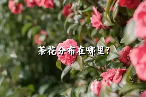 茶花分布在哪里?