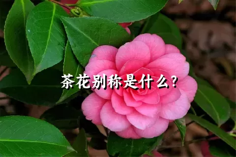 茶花别称是什么？