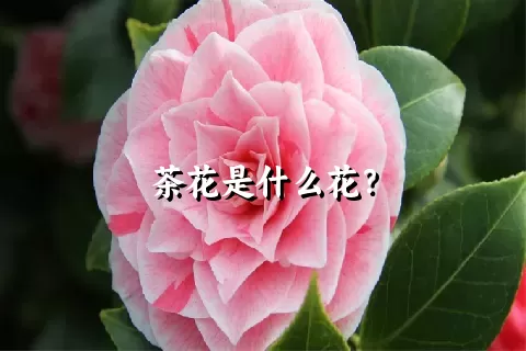 茶花是什么花？