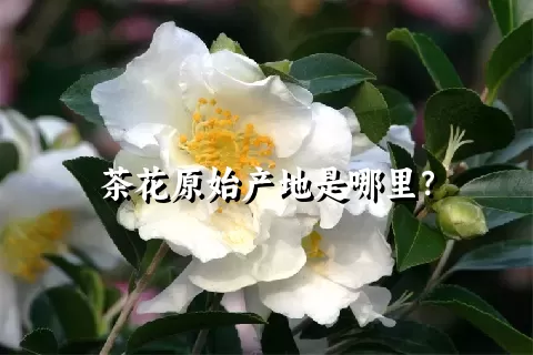 茶花原始产地是哪里？