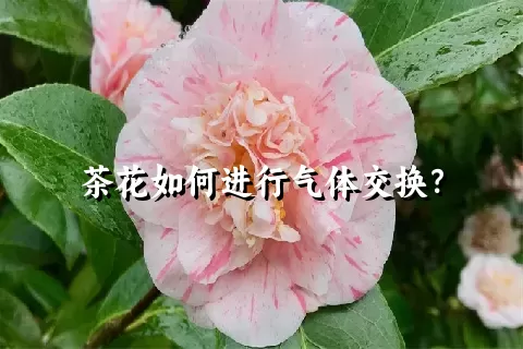 茶花如何进行气体交换？