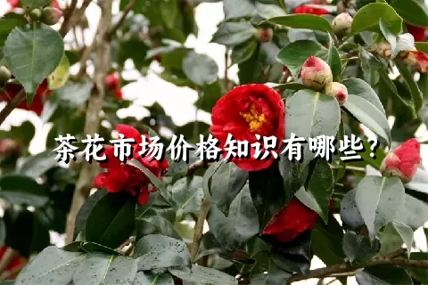 茶花市场价格知识有哪些？