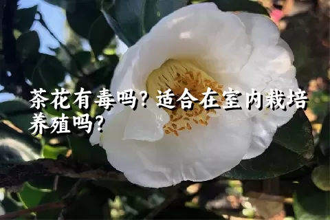 茶花有毒吗？适合在室内栽培养殖吗？