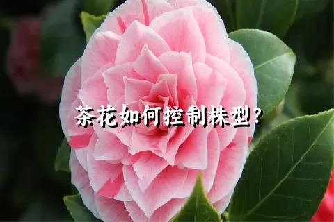 茶花如何控制株型？