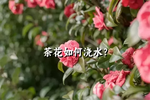 茶花如何浇水？