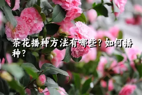 茶花播种方法有哪些？如何播种？