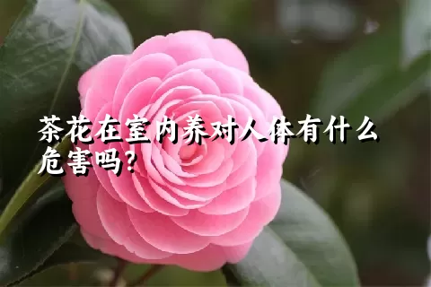 茶花在室内养对人体有什么危害吗？