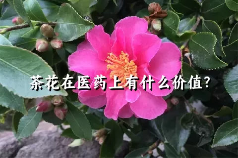 茶花在医药上有什么价值？