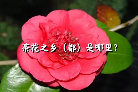 茶花之乡（都）是哪里？