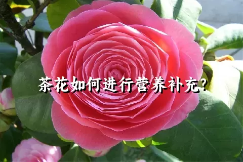 茶花如何进行营养补充？