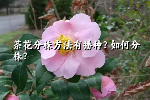 茶花分株方法有播种？如何分株？