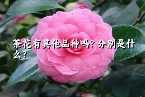 茶花有其他品种吗？分别是什么？