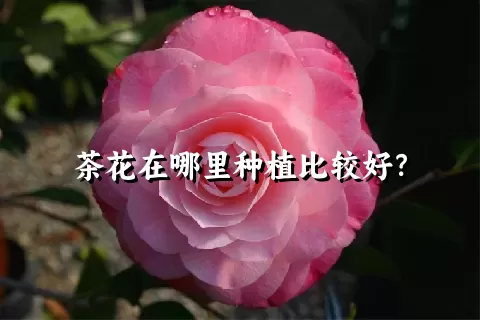 茶花在哪里种植比较好？