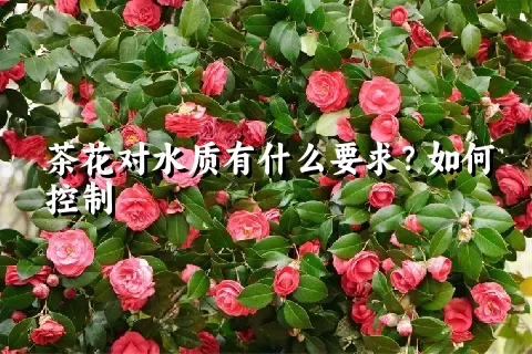 茶花对水质有什么要求？如何控制