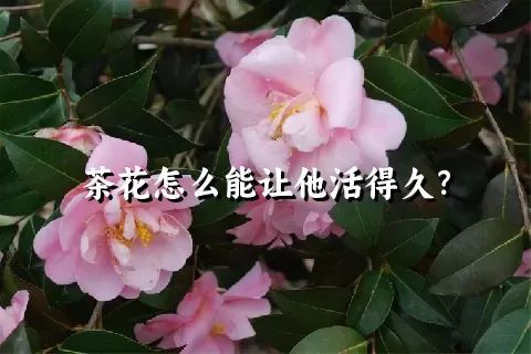 茶花怎么能让他活得久？