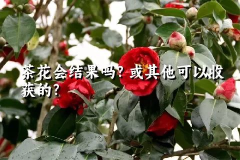 茶花会结果吗？或其他可以收获的？