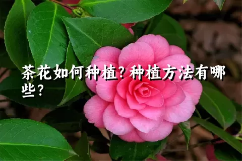 茶花如何种植？种植方法有哪些？