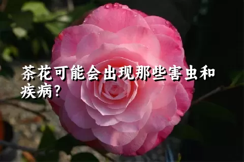 茶花可能会出现那些害虫和疾病？