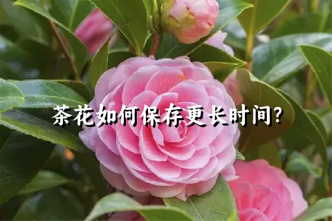 茶花如何保存更长时间？