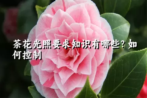 茶花光照要求知识有哪些？如何控制