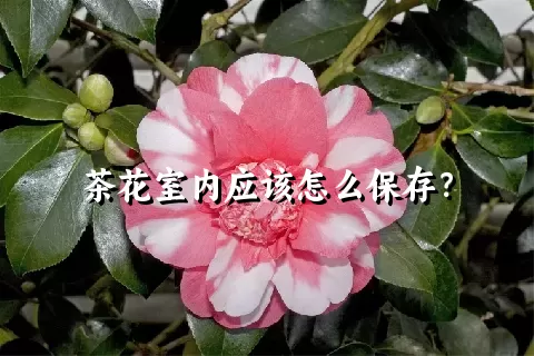 茶花室内应该怎么保存？