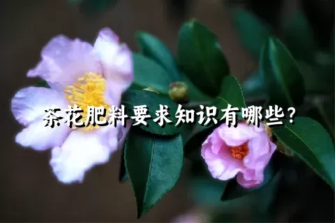 茶花肥料要求知识有哪些？