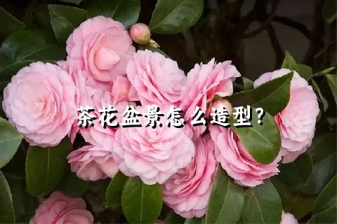 茶花盆景怎么造型？