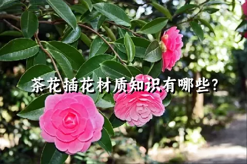 茶花插花材质知识有哪些？